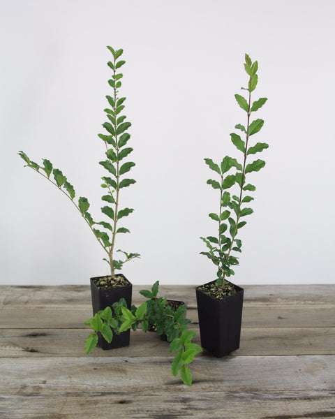 ligustrum undulatum Ligustrum undulatum – Prince Propagation