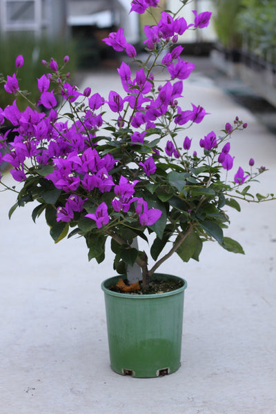 Bougainvillea Purple Gypsy – Prince Propagation