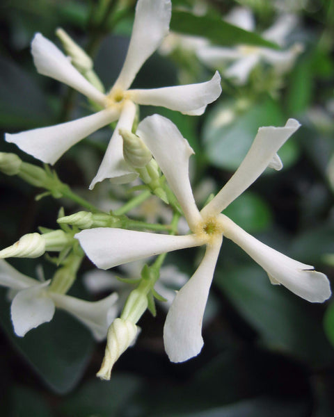 Trachelospermum jasminoides – Prince Propagation